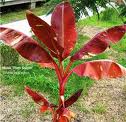 bananier musa siam ruby Siamruby