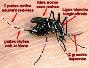 destructeur d'insecte electrique, tue mouche electrique, anti virus zika
